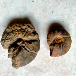 FOSSILI 27 pezzi in totale 