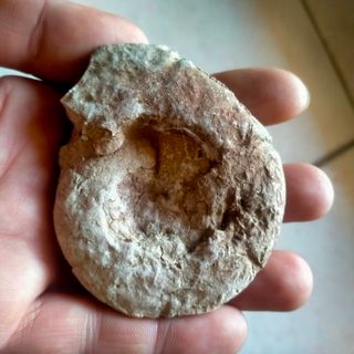 FOSSILI 27 pezzi in totale 