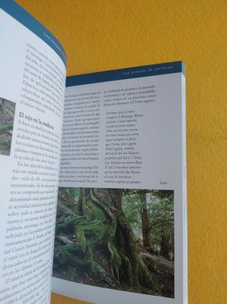 Los bosques de Castilla y León