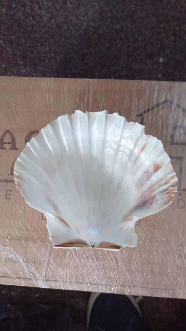 Conchas de Vieira XXL naturales