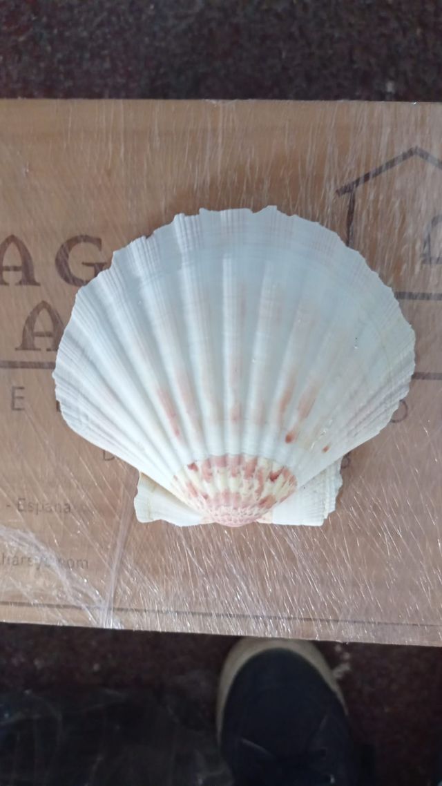 Conchas de Vieira XXL naturales