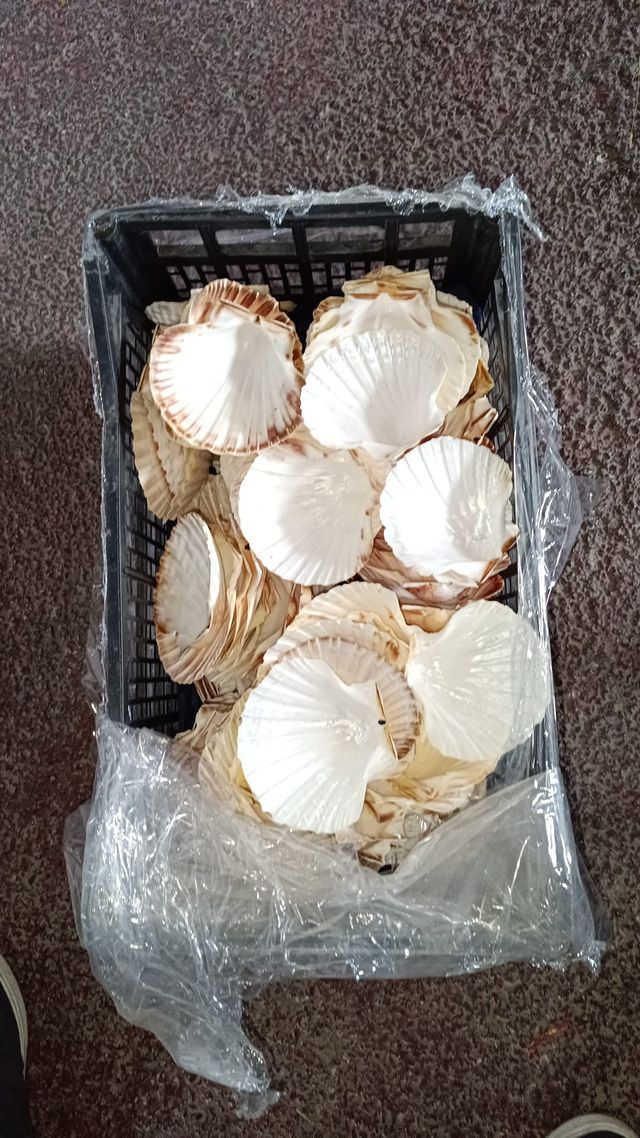 Conchas de Vieira XXL naturales