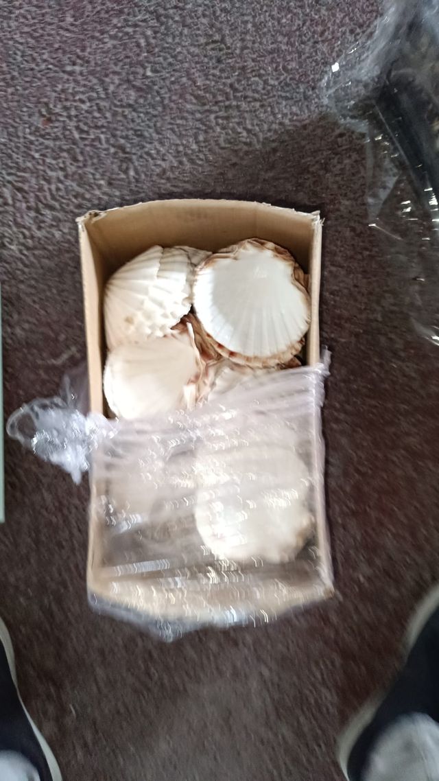 Conchas de Vieira XXL naturales