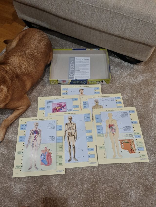 Lectron conoce tu cuerpo 7 a 12 años. Preguntas