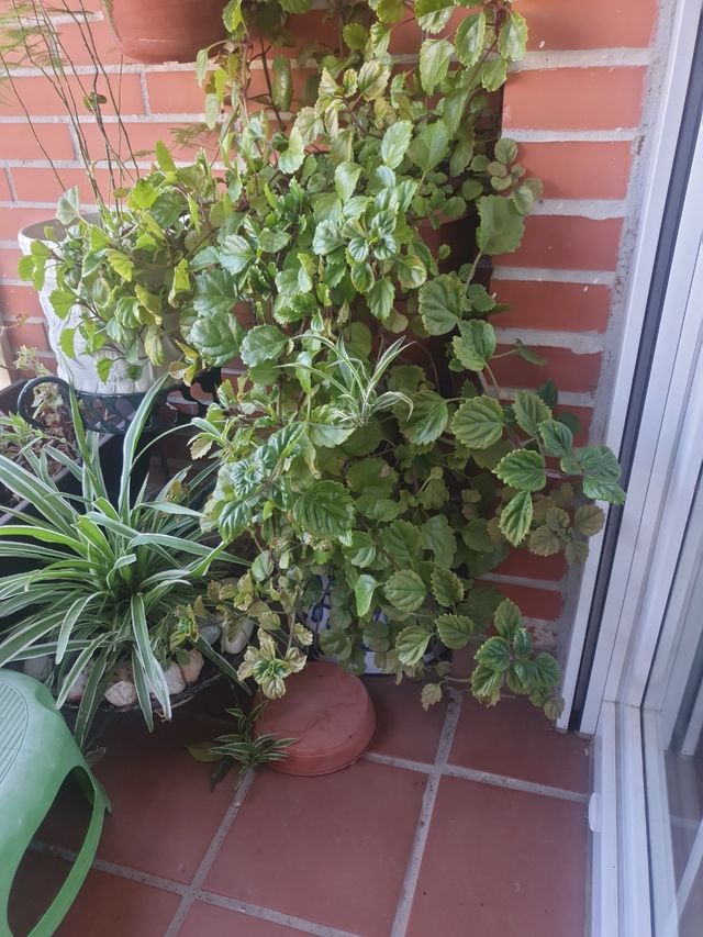 Macetas plantas naturales ficus, helecho, cintas..