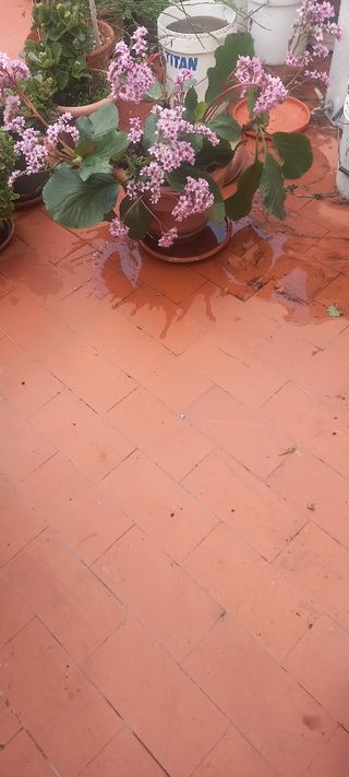 HORTENSIA DE INVIERNO