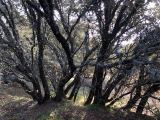 LIMPIEZA DE FINCAS Y PARCELAS