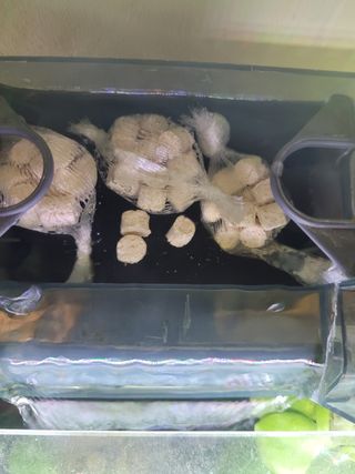 ACUARIO CANUTOS CICLADOS