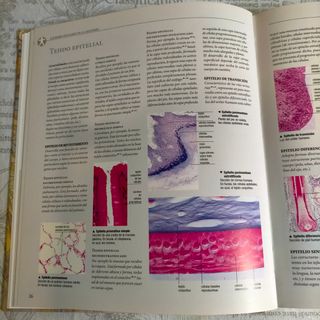 Atlas anatomía humana NUEVO