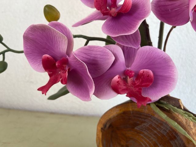 Orchidea