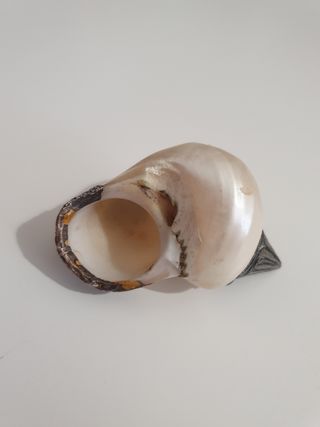 Conchiglia di madreperla e metallo