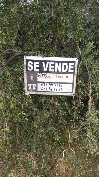 Terreno con olivos y caseta