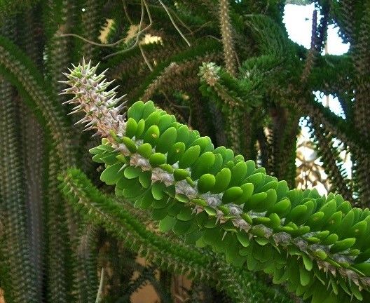 Alluaudia Procera / Ocotillo de Madagascar