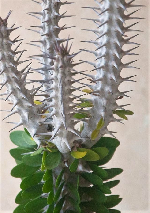 Alluaudia Procera / Ocotillo de Madagascar