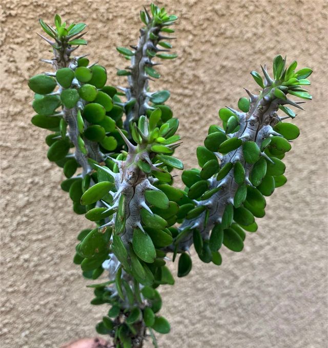 Alluaudia Procera / Ocotillo de Madagascar