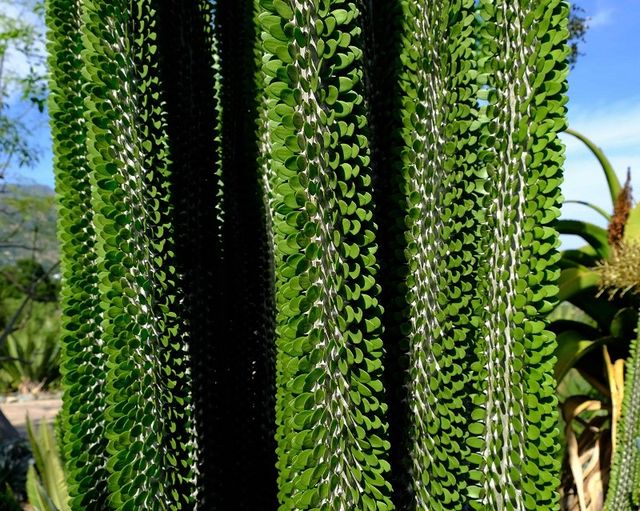 Alluaudia Procera / Ocotillo de Madagascar