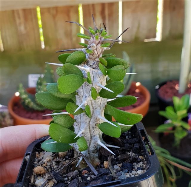 Alluaudia Procera / Ocotillo de Madagascar