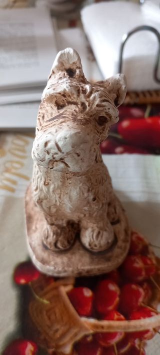 Cagnolino simpatico 