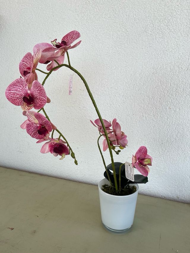 Orchidea