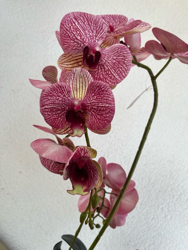 Orchidea