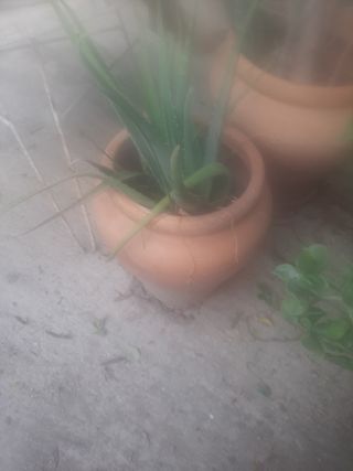 Aloe con maceta