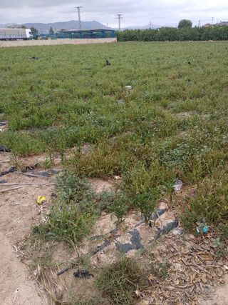 Terreno