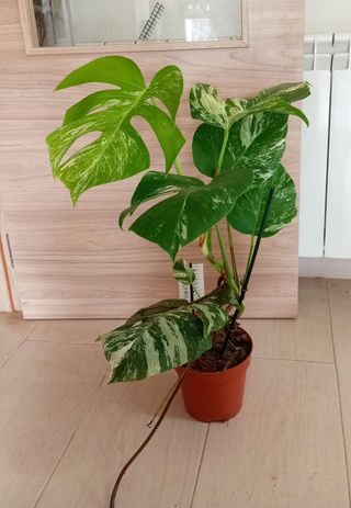 MONSTERAS VARIEGADAS