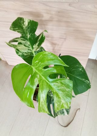 MONSTERAS VARIEGADAS