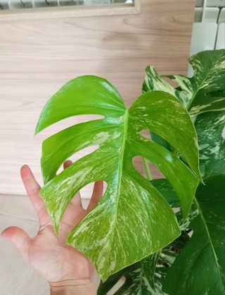 MONSTERAS VARIEGADAS