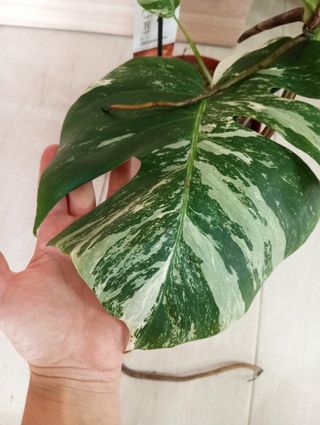 MONSTERAS VARIEGADAS