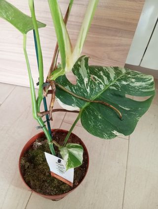 MONSTERAS VARIEGADAS