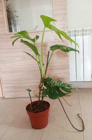 MONSTERAS VARIEGADAS