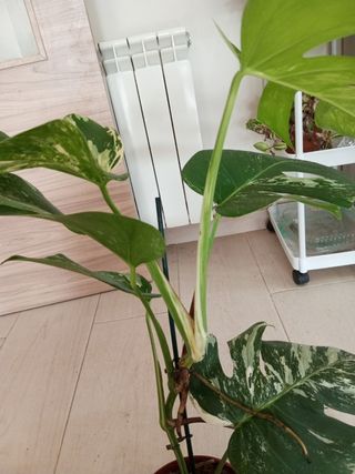 MONSTERAS VARIEGADAS