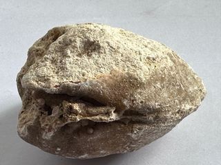 Fosiles 3 fosiles dos vivalbos y una caracola 