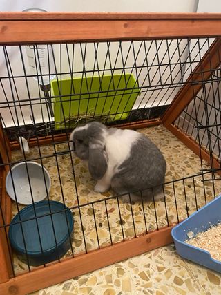 Caseta conejo