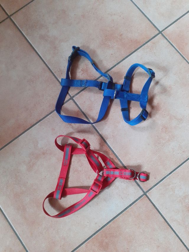 Pettorine per cani taglia media