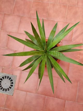 Yuca