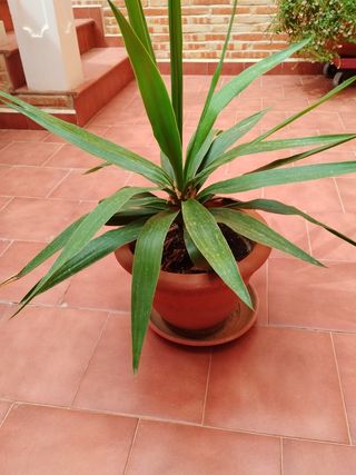 Yuca