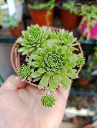 Sempervivum tectorum maggiore pianta grassa