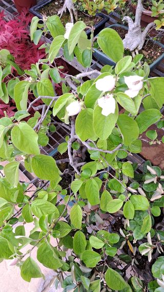 Bonsai membrillero autóctono