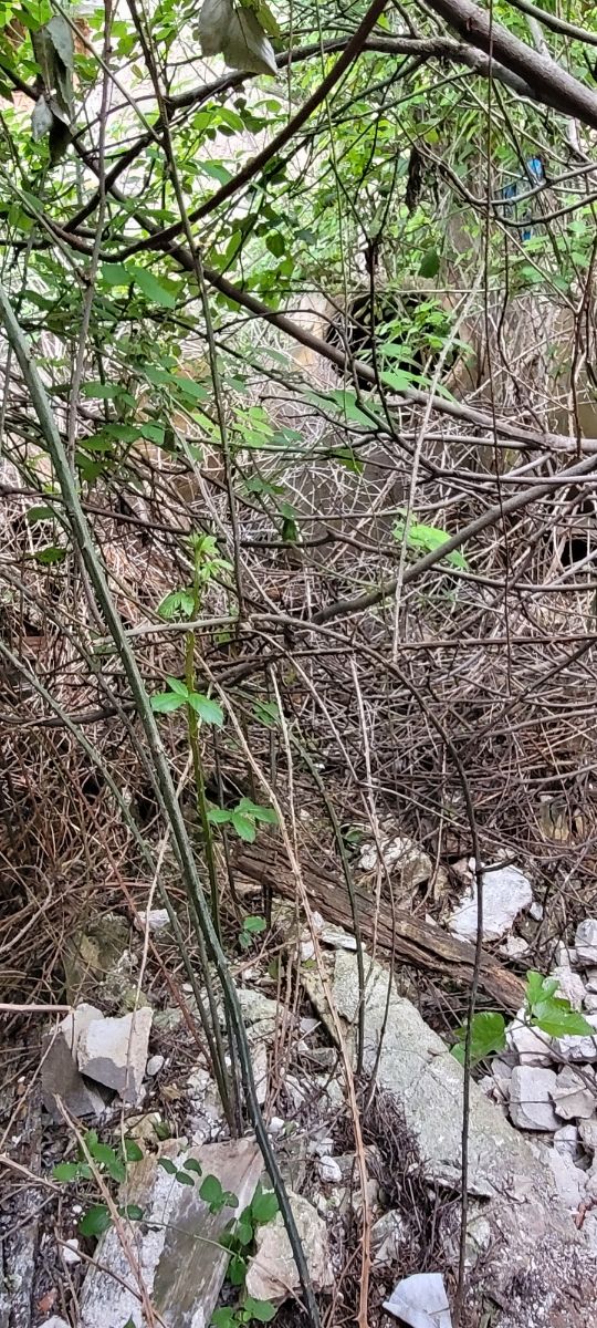 Terreno urbano 70m2 Escopete