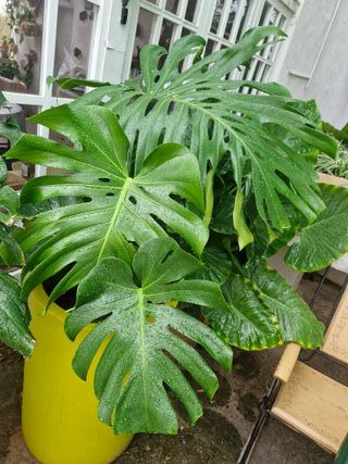 Jardinero profesional