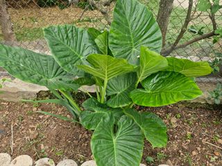 Jardinero profesional
