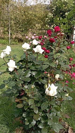 Jardinero profesional
