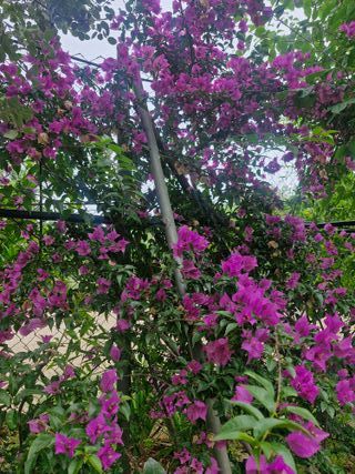 Jardinero profesional