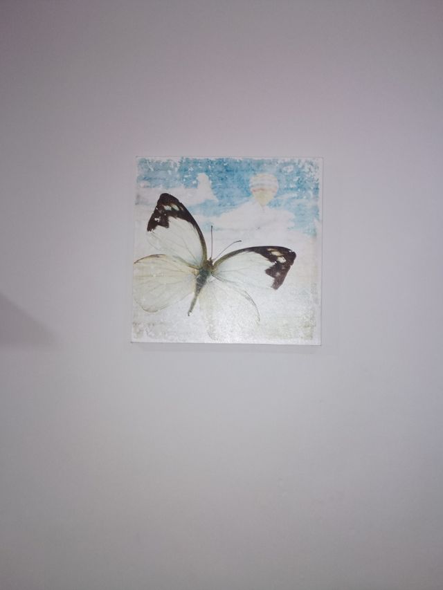 Cuadro mariposa preciosa