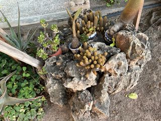Rocas jardin