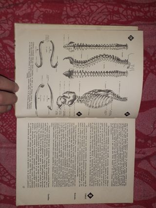 LOTE ANATOMÍA PARA ARTISTAS
