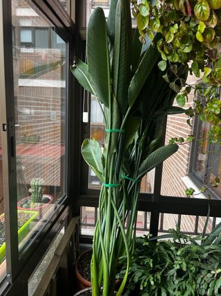 Strelitzia reginae Ave del paraiso venta