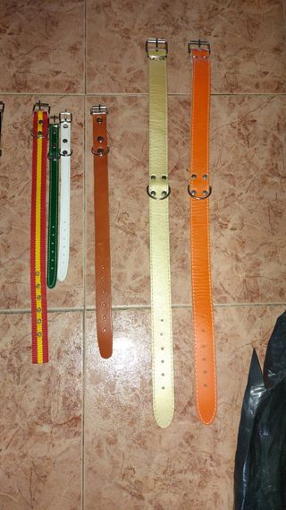 Collares de perro 